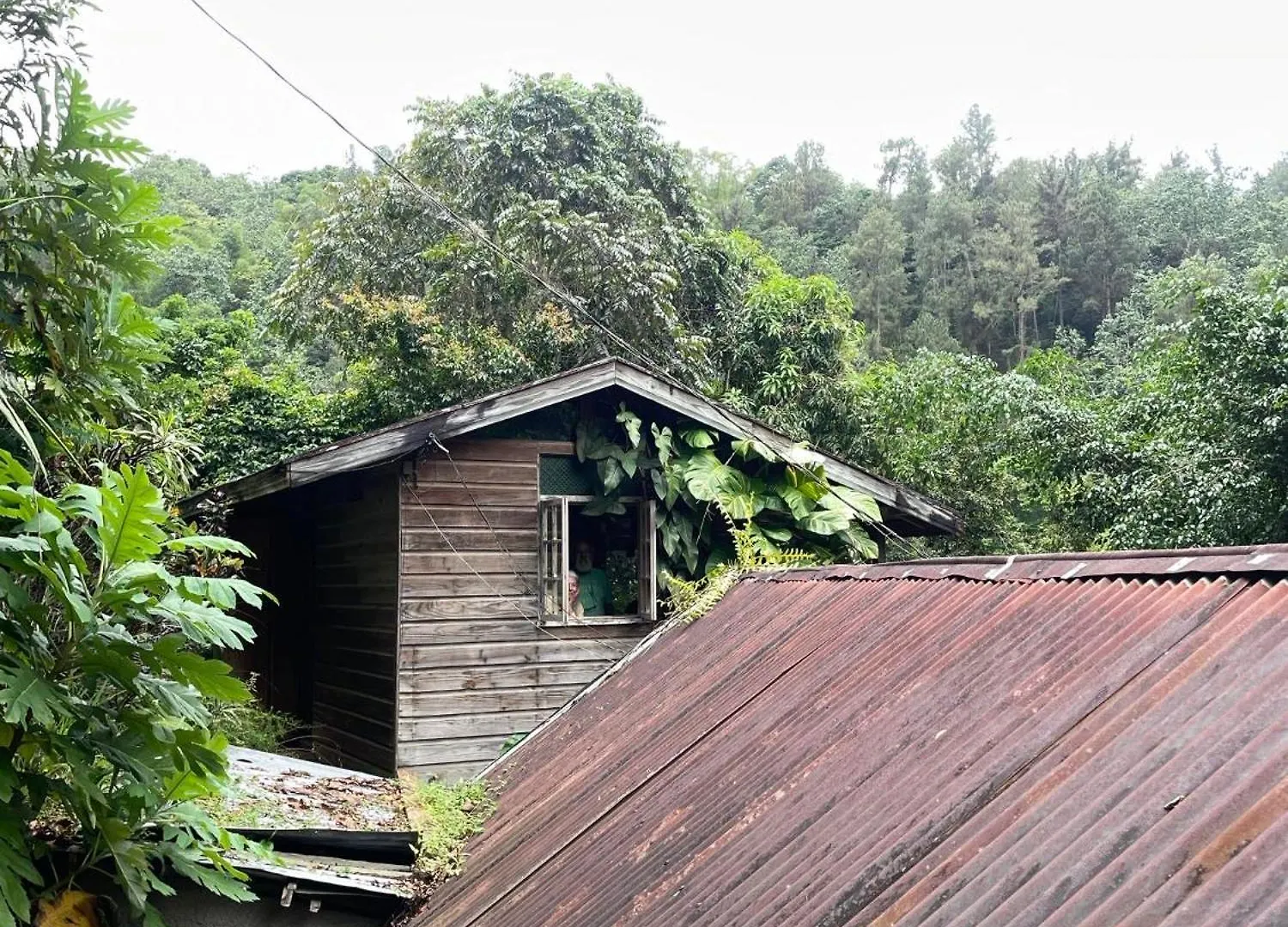 Blue Mountain Retreat Guest House Kingston Jamaica